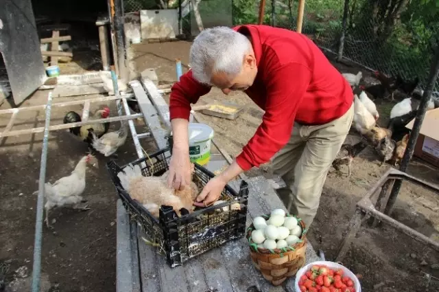 Yeşil Yumurtlayan Tavuklar Altın Değerinde