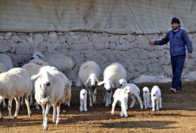 Evlenemeyen Aksaraylı Çobanlar İsyan Etti