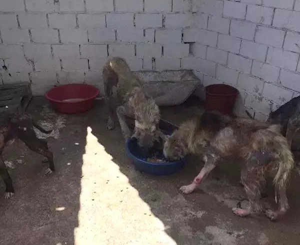 Barınaktaki Köpeklerin Görüntüleri İsyan Ettirdi