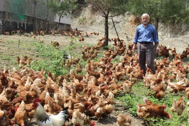 Tavukların Efendisi, Çocuğu Gibi Bakıyor, Onlar da Para Basıyor