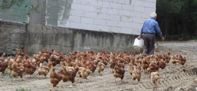 Tavukların Efendisi, Çocuğu Gibi Bakıyor, Onlar da Para Basıyor