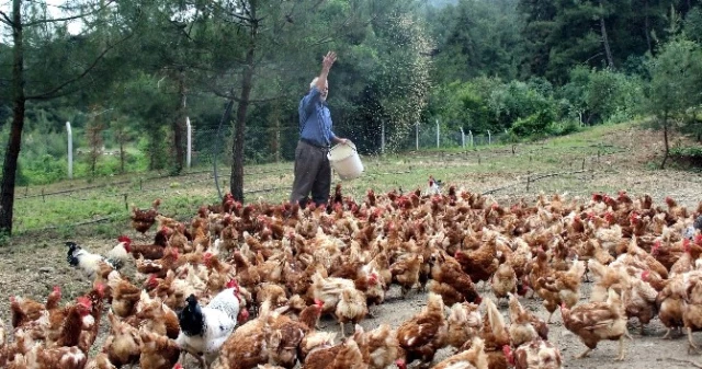 Tavukların Efendisi, Çocuğu Gibi Bakıyor, Onlar da Para Basıyor