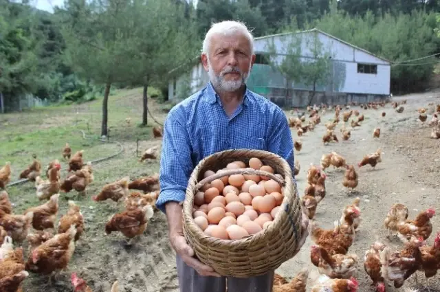 Tavukların Efendisi, Çocuğu Gibi Bakıyor, Onlar da Para Basıyor