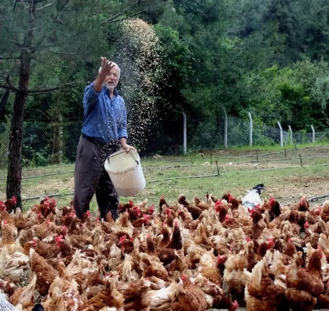 Tavukların Efendisi, Çocuğu Gibi Bakıyor, Onlar da Para Basıyor