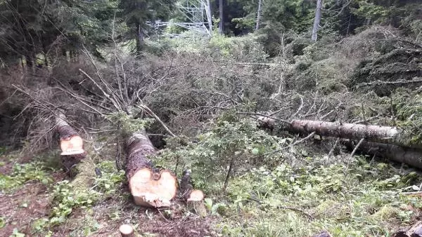 Artvin'de Elektrik İletim Hattı İçin Ağaç Kesimine Köylüler Tepkili