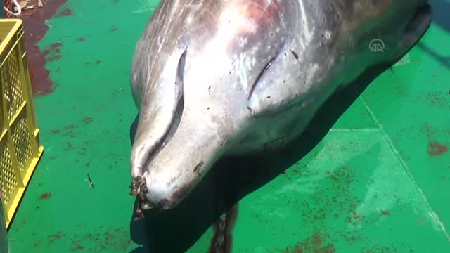 Marmaris'te Heyecan Yaratan Balina Ölü Bulundu