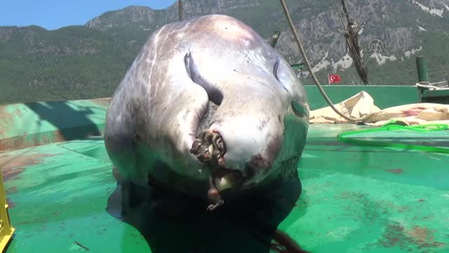 Marmaris'te Heyecan Yaratan Balina Ölü Bulundu