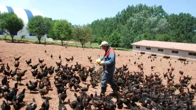 Kene Korkusu Tavuk Çiftliği Sahibi Yaptı