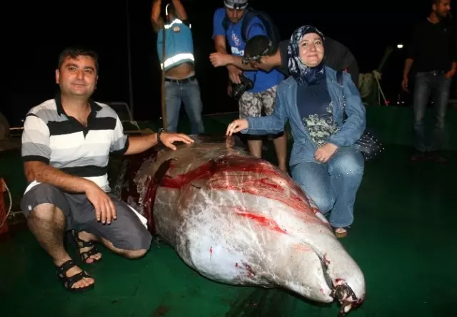 Marmaris'te Yıllar Sonra İlk Defa Balina Görüldü, Ancak Kurtarılamadı