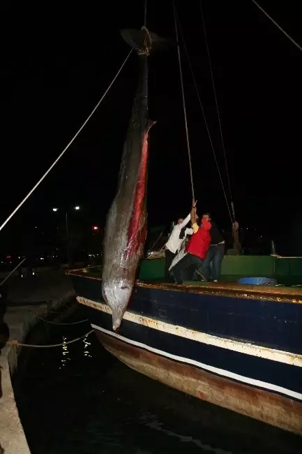 Marmaris'te Yıllar Sonra İlk Defa Balina Görüldü, Ancak Kurtarılamadı