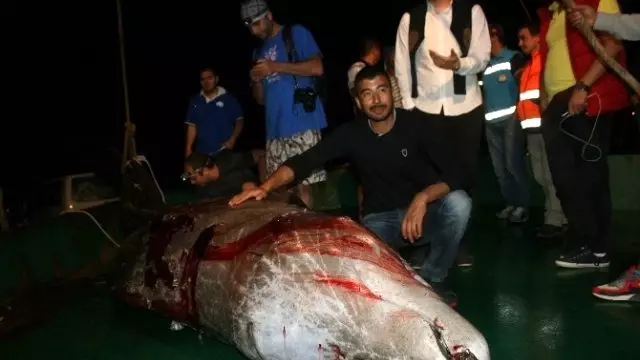 Marmaris'te Yıllar Sonra İlk Defa Balina Görüldü, Ancak Kurtarılamadı