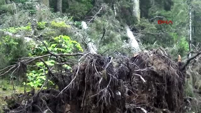 Yeşil Yol Güzergahında Çok Sayıda Çam Ağacı Kesildi