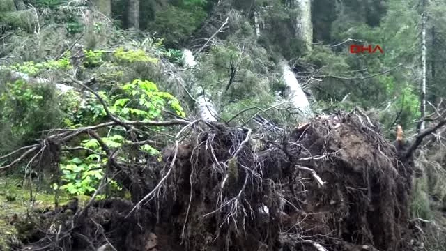 Yeşil Yol Güzergahında Çok Sayıda Çam Ağacı Kesildi