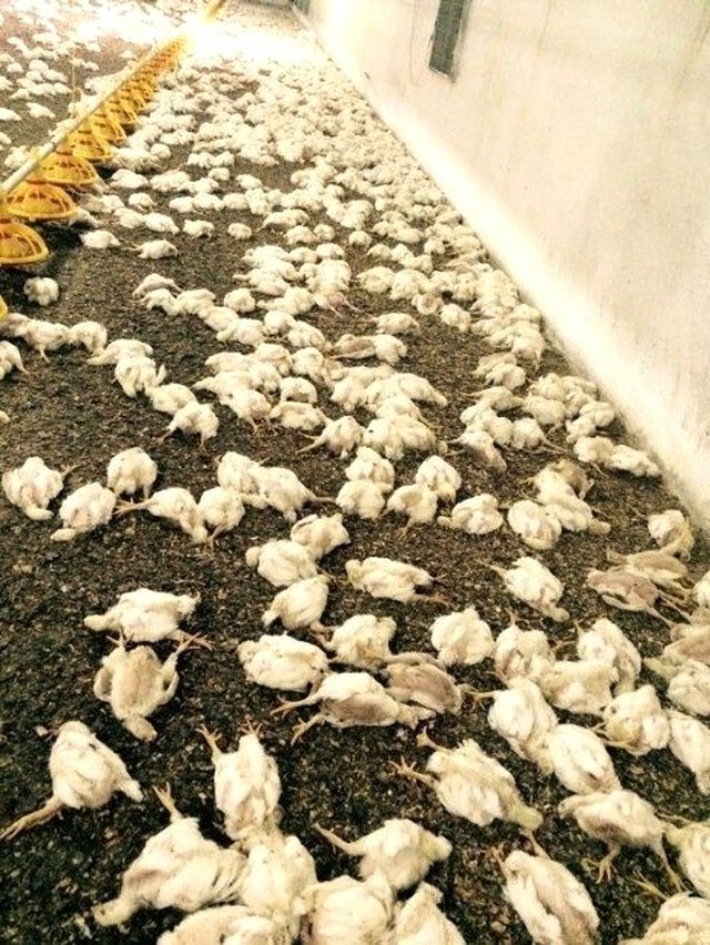Havalandırma Çalışmayınca 28 Bin Tavuk Telef Oldu
