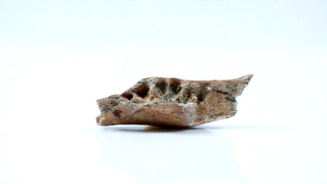 İlk İnsan Türü Hobbitlerle İlgili Yeni Bulgulara Ulaşıldı