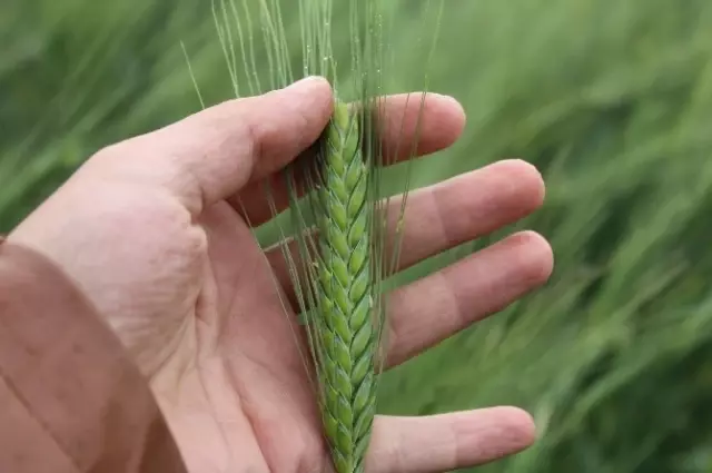 5 Bin Yıllık Yerli Tohumu Kendi Üretti