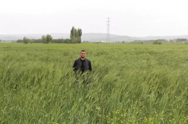 5 Bin Yıllık Yerli Tohumu Kendi Üretti