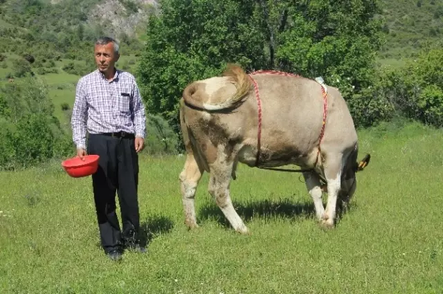 Çan Yerine İneklere Uydu Takip Sistemi Taktı