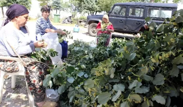 Geçen Yıl Fiyatı Altınla Yarışan Ihlamur Yarı Yarıya Ucuzladı