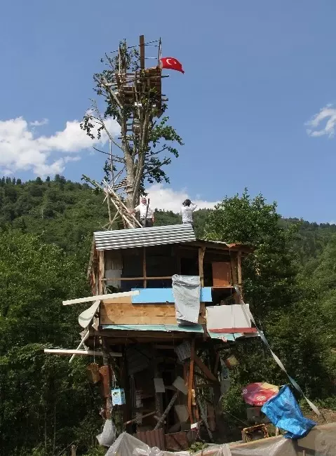 Arı Kovanlarını Ayıdan Korumak İsteyen Rizeli Gürgen Ağacına Baraka Kurdu