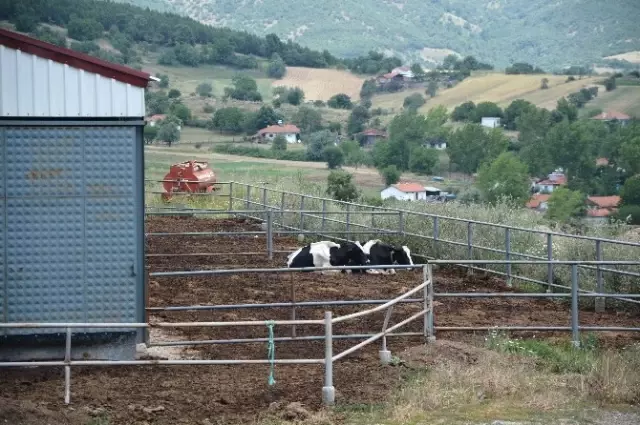 Şarbondan Ölen Hayvan Sayısı 93'e Yükseldi