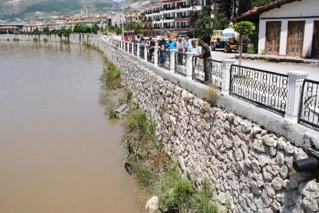 Yeşilırmak'taki Yaban Domuzu Görenleri Şaşırttı