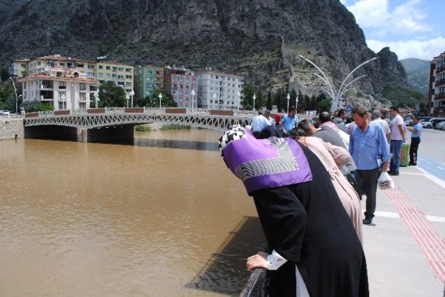 Yeşilırmak'taki Yaban Domuzu Görenleri Şaşırttı