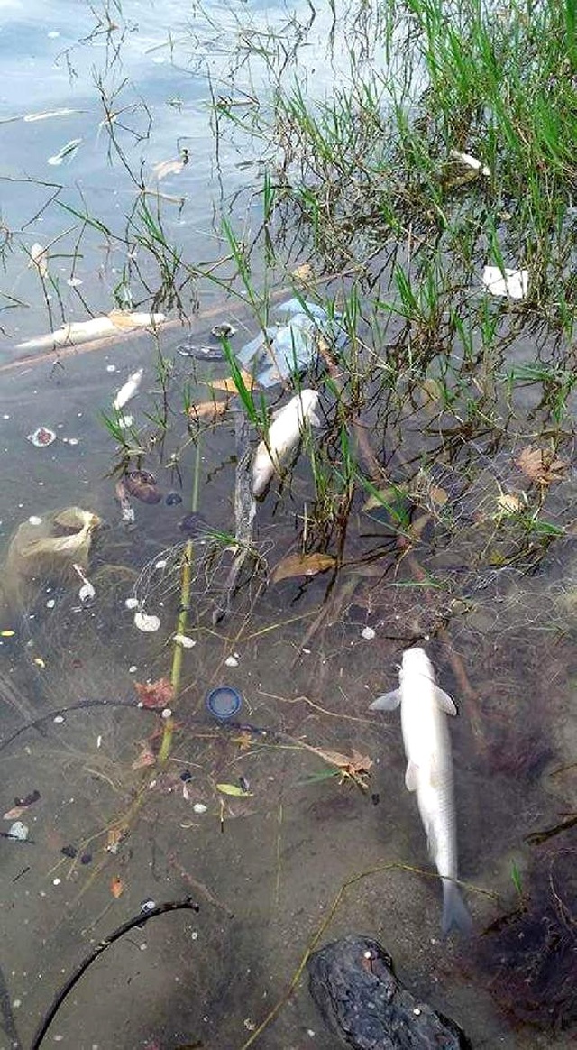 Köprüçay'daki Balıkların Ölüm Nedeni, Hes İnşaatındaki Çimento