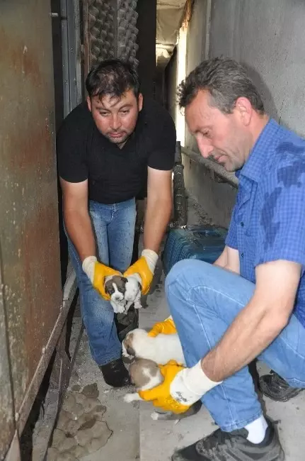 İşçinin Dikkati 10 Köpek Yavrusunu Ölümden Kurtardı