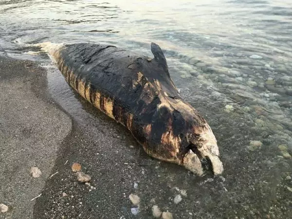 Antalya'da Dev Gagalı Balina Ölüsü Karaya Vurdu