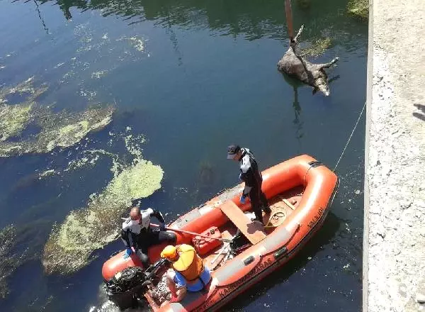 Ceyhan Nehri'nden 15 İnek Leşi Çıkarıldı