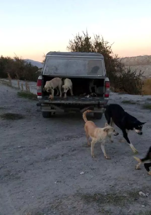 Ürgüp'te 'Köpek Tekmeleme' İnfial Yarattı, Belediye Yalanladı