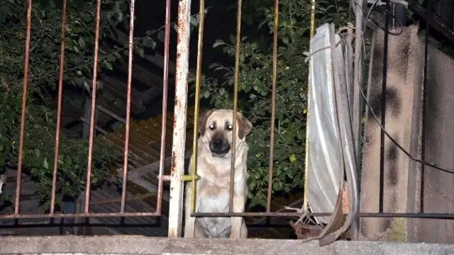 Eskişehir'de Faciayı 'Boncuk' Önledi