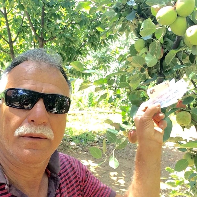 Hamile Eşi İçin Aldığı Meyvelerin Parasını Ağaca Astı