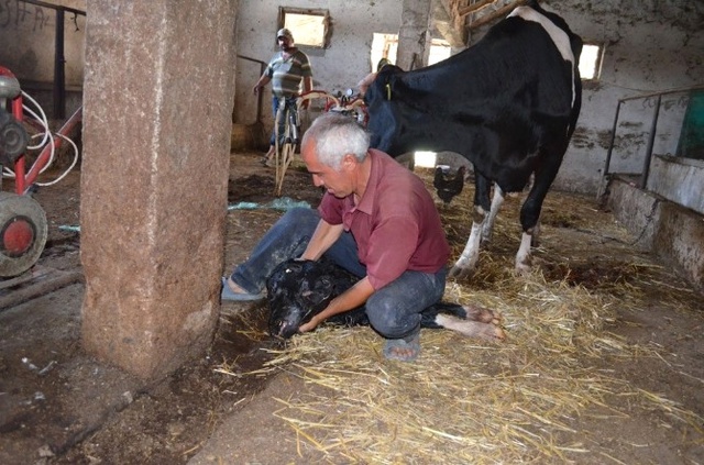 İki Başlı Doğan Buzağı Şaşırttı