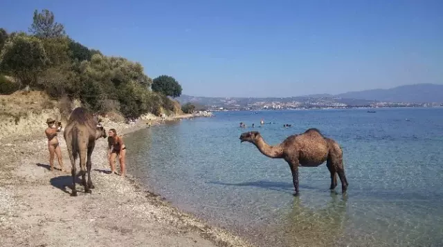 Kuşadası'ndaki Eski Çıplaklar Kampı Develere Emanet