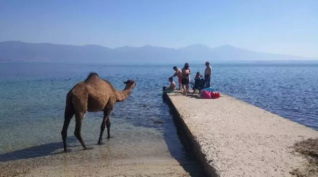 Kuşadası'ndaki Eski Çıplaklar Kampı Develere Emanet