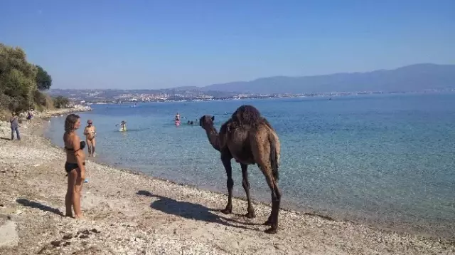 Kuşadası'ndaki Eski Çıplaklar Kampı Develere Emanet