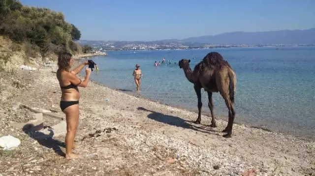 Kuşadası'ndaki Eski Çıplaklar Kampı Develere Emanet