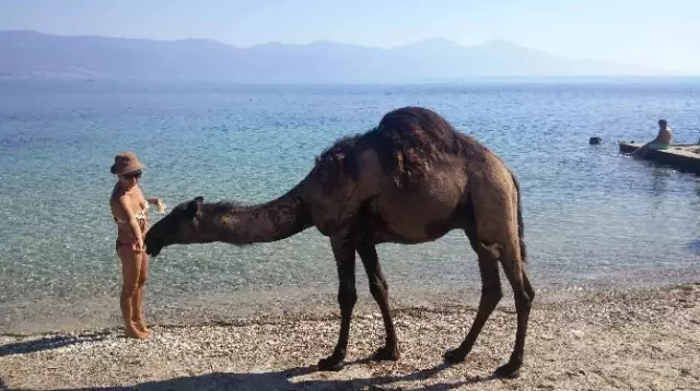 Kuşadası'ndaki Eski Çıplaklar Kampı Develere Emanet