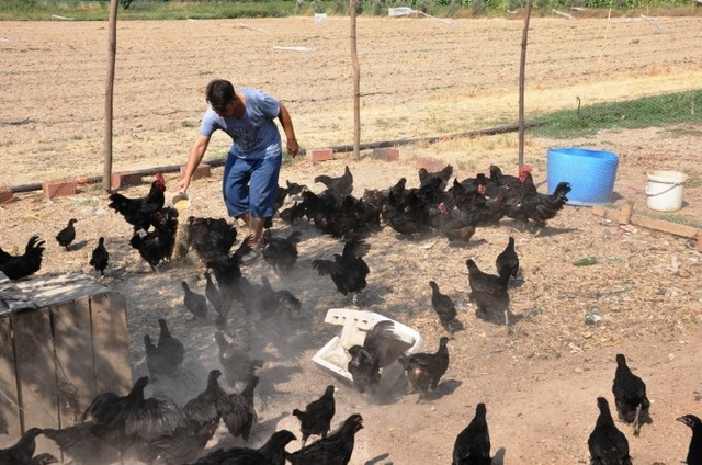 Avustralorp Cinsi Tavukla 1 Yılda 100 Tavuktan 500 Tavuğa Ulaştı