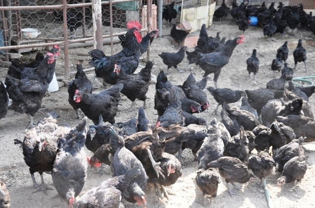 Avustralorp Cinsi Tavukla 1 Yılda 100 Tavuktan 500 Tavuğa Ulaştı