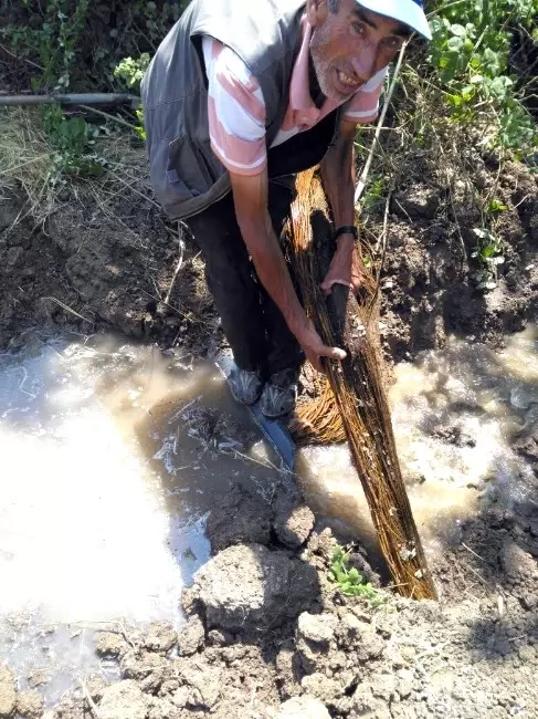 Su Borusundan 26 Metrelik Ağaç Kökü Çıktı