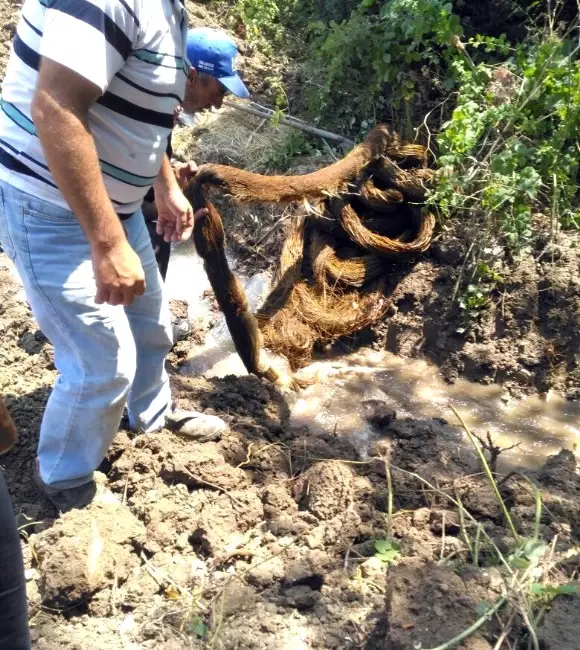 Su Borusundan 26 Metrelik Ağaç Kökü Çıktı