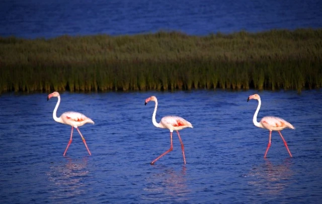 Büyük Menderes Deltası Milli Parkı 7 Ayda 2 Milyon 800 Bin Lira Gelir Elde Etti