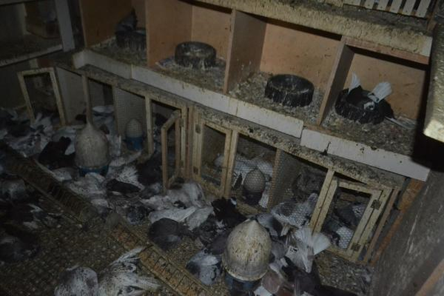 Kuşçular Hanı Yandı, 600 Kuş Telef Oldu
