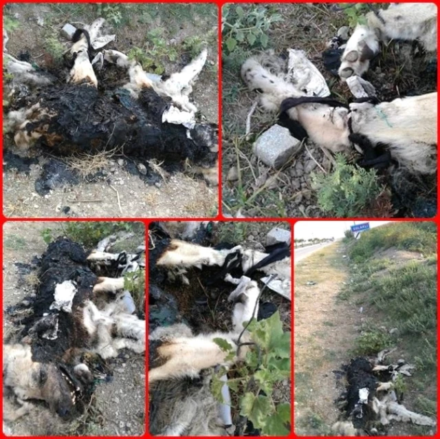Adana'da Patileri Bağlanarak Yakılmış Köpek Cesedine Tepki Yağdı
