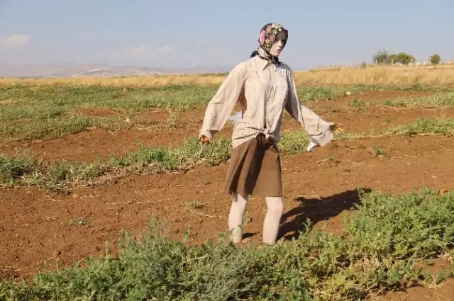 Vitrin Mankenlerinin Bostan Nöbeti Çiftçinin Son Çaresi Oldu