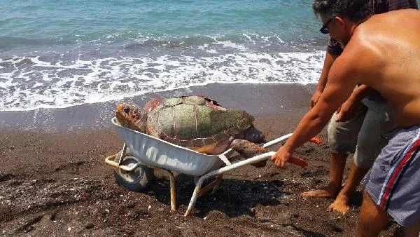 Denizde Ölü Caretta Caretta Buldular