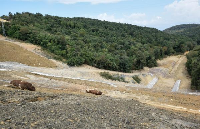 Kuzey Çevre Otoyolunda Kurbanlık Katliamı